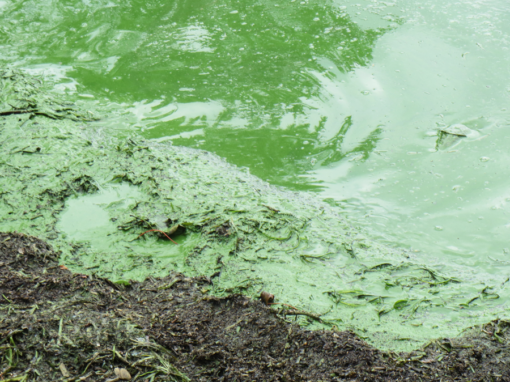 Lutte contre la prolifération des cyanobactéries