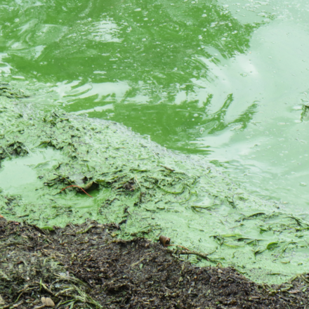 Lutte contre la prolifération des cyanobactéries