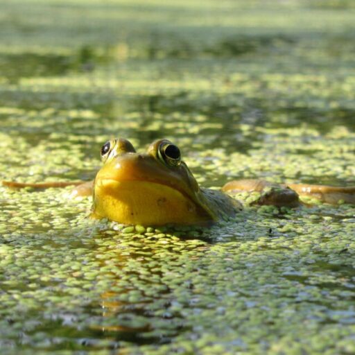 Grenouille-MSH-IMG_3188