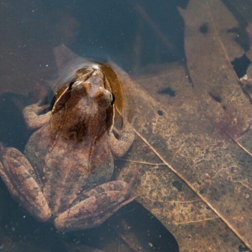 Grenouille des bois - OP-_DSC9145