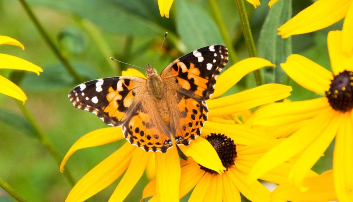 Papillon_Otterburn Park-_DSC8254
