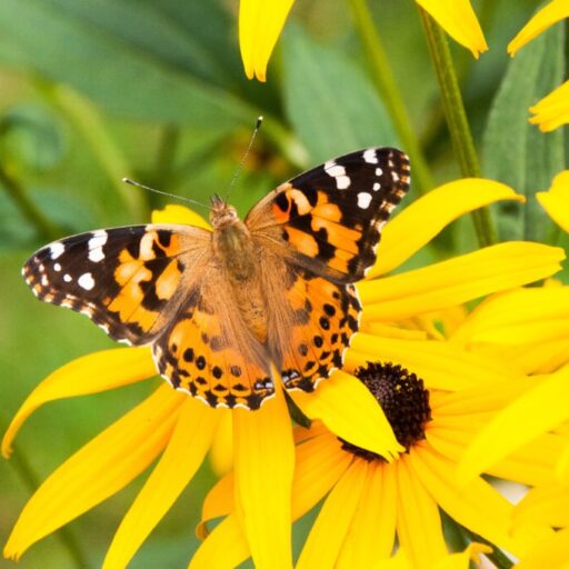 Papillon_Otterburn Park-_DSC8254