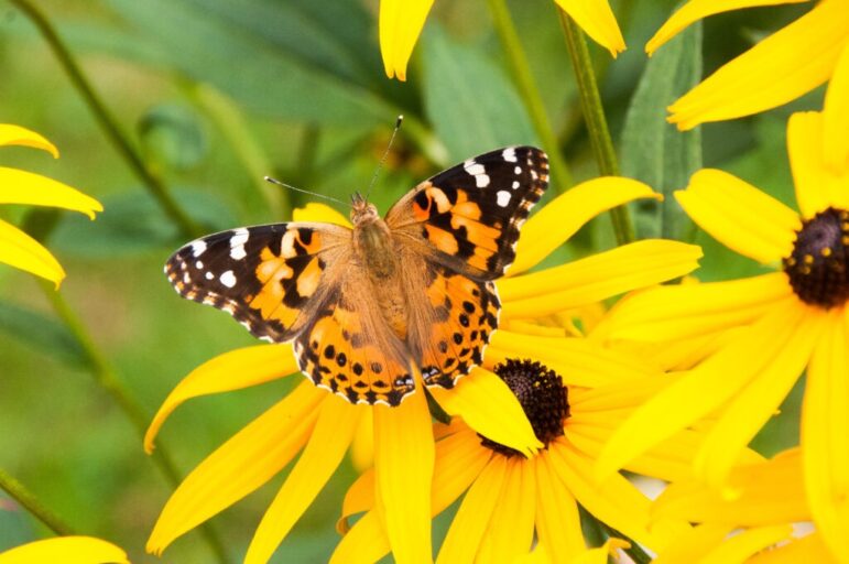 Papillon_Otterburn Park-_DSC8254