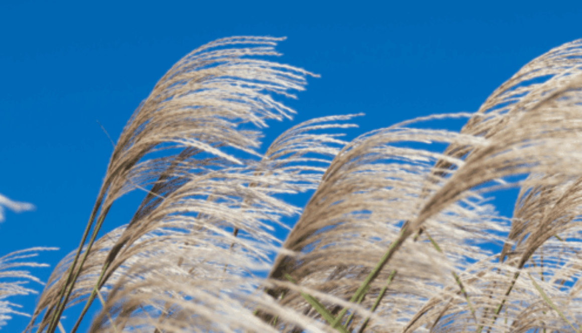 Phragmites