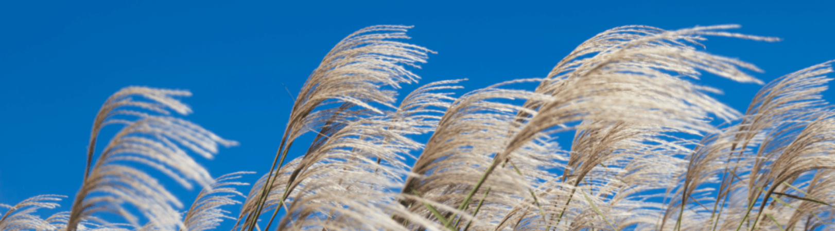 Phragmites