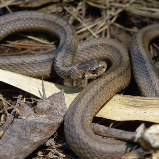 Couleuvre brune