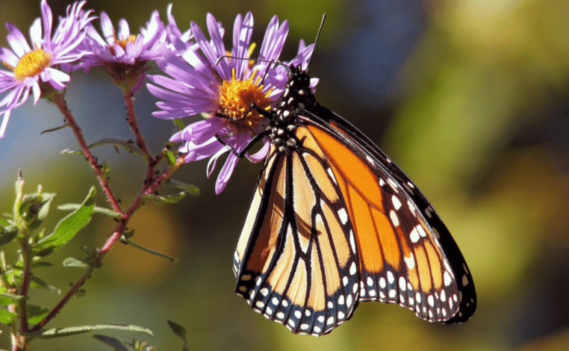 Focus sur le papillon monarque, reconnaissable par ses points blancs clairement perceptibles sur les bords de ses ailes.