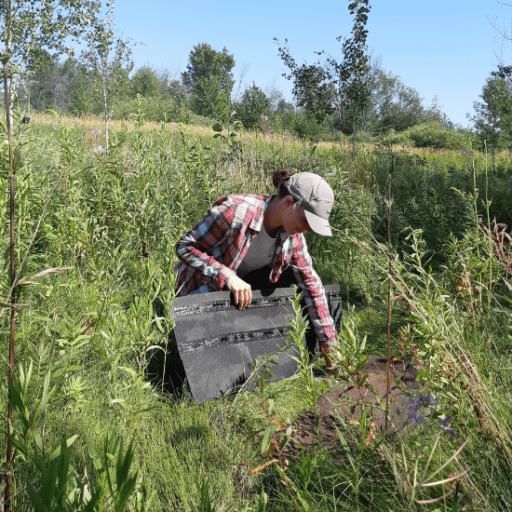 Katherine Monette réalisant l'inventaire des couleuvres brunes